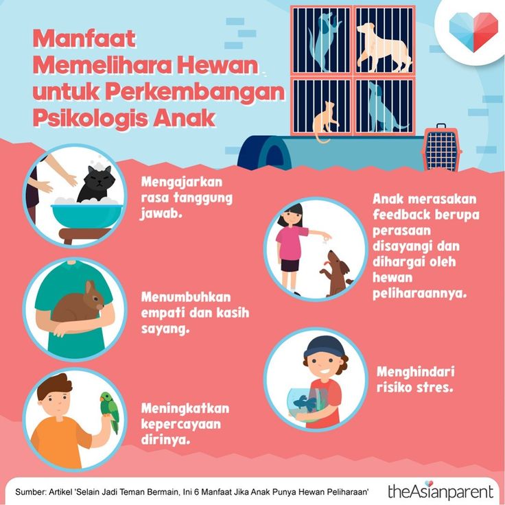 Manfaat Memelihara Hewan Untuk Terapi Psikologis Menggali Potensi Hewan Peliharaan Bagi Kesehatan Mental